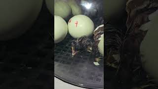 Watch A Baby Chick Hatch From It's Egg! #baby #life #pets #chicken #incubator #home #live #teaching 