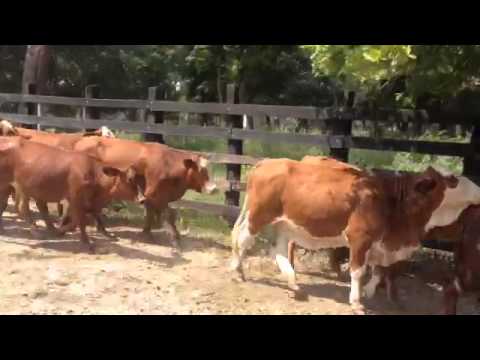 Vaquillas Simbrah Registro Servidas R. El Bisturí