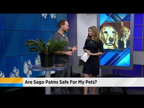 Are sago palms safe for my pets?