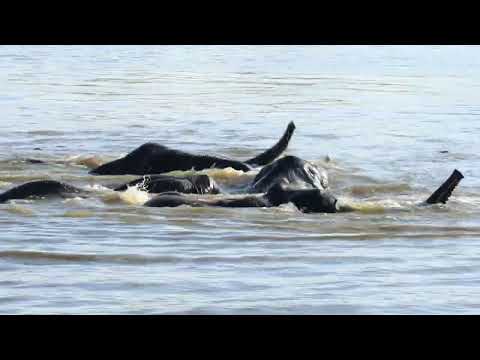 Baby elephant gets help from mom to cross the river .