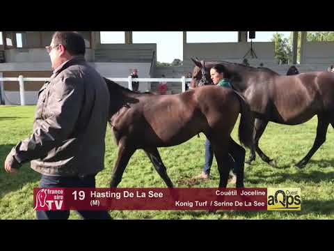 Show AQPS Lion 2017 : Lot 19 - Hasting De La See