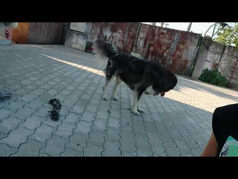 Louis 10.08.2021 (1) - New Home for Strays e. V.