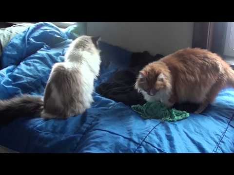 Sehri with the Booth Sisters