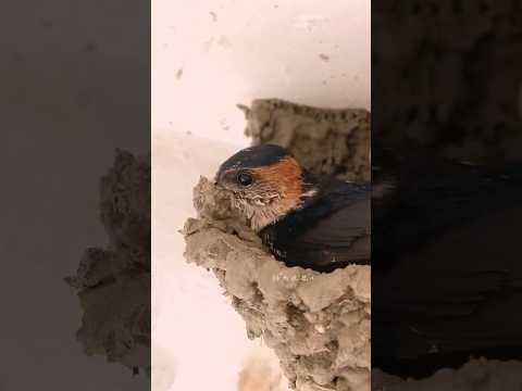 পৃথিবীর সবথেকে বুদ্ধিমান পাখি #viral #ytshorts