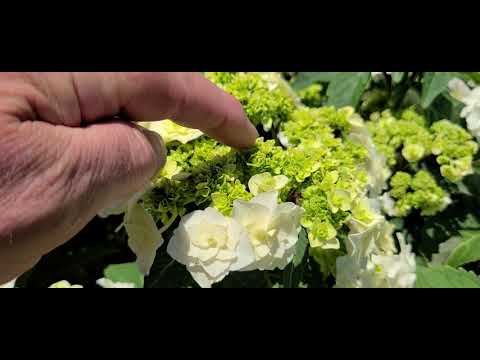 Hydrangea 'Wedding Gown'//🌝Fabulous, Reliable Performer, Masses of Pristine White Blooms