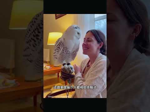 男人在狐狸口中救助了一只奇特小鸟 #animals #人類迷惑行為 #人類迷惑行為 #人与动物和谐相处 #人与动物和谐相处 #科普 #科普