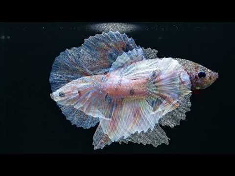 2 Hours of Pure Betta Magic ✨ 4K Relaxing Fish Video