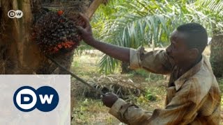 The search for sustainable palm oil | DW English