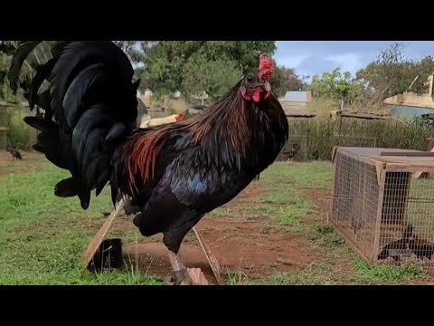Black Friday McRae - Beautiful Black Chicken Robello Farm in Hawaii 🌴🇺🇸
