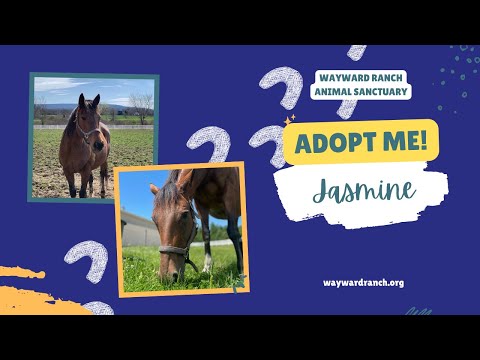 Jasmine, an adoptable Standardbred in Kerhonkson, NY_image-1