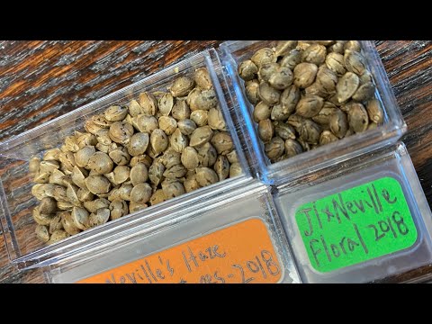 Seeds in the freezer since 1998 🍿