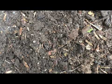 Termites Discovered in Denville, NJ