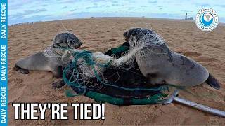 Double Seal Rescue: Tied Together by Dangerous Fishing Net