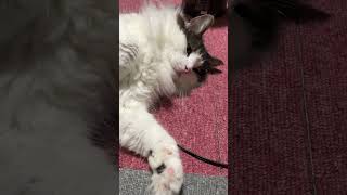 新しいボールをケリケリする猫【ノル猫ミロシー】 #shorts