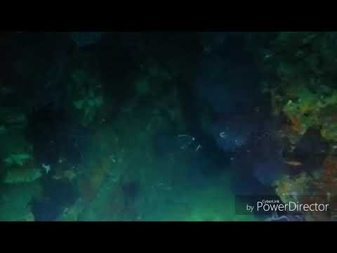 DIR/HOGARTHIAN - immersione subacquea al Banco (Bikini Diving)