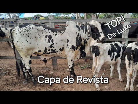 Feira do Gado da Vila do jerimum Taquaritinga do Norte Pernambuco 26/04/2026.