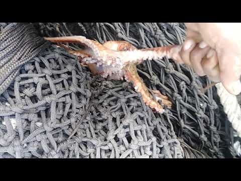 Pieuvre dans la chaîne