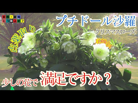 クリスマスローズはなぜ葉を落とすのですか