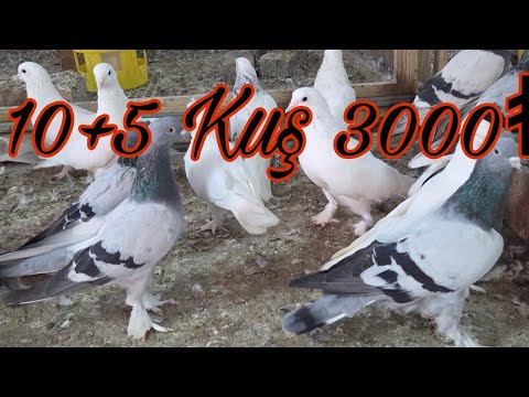 Boat Scrape Game Birds.