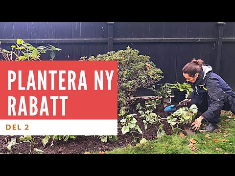 Gräva Ny Rabatt - Del 2 (Plantering av perenner)