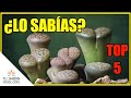 TOP 5: ¡CURIOSIDADES sobre Lithops!