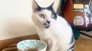 一口食べるたびに周囲を警戒するワイルドキャット