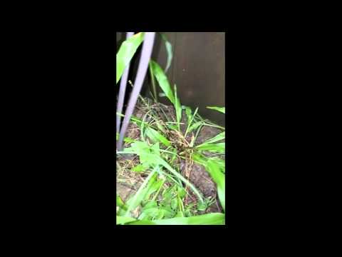 I thought it was a scorpion.