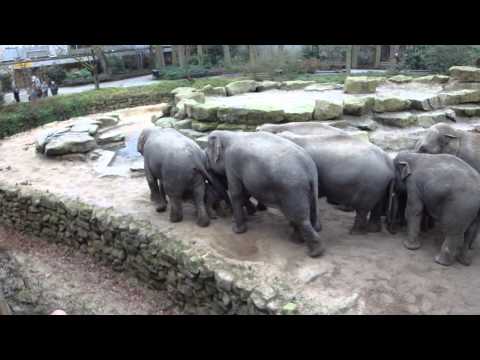 Pasgeboren olifantje in dierentuin in Emmen