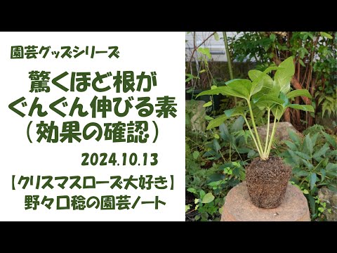 園芸 唖者の杖、聾唖者の植物
