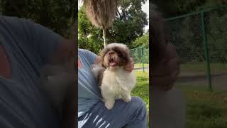 Video preview image #1 Shih Tzu Puppy For Sale in Weston, FL, USA