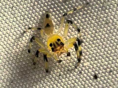 #видео | Уникальное зрение пауков-скакунов. Фото.