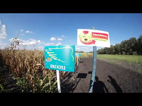 Dekalb DKC4351 kukorica vetőmag KukoricaVetőmag.hu Kft. 2017