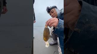 Massive Razor Clam With a Huge Digger