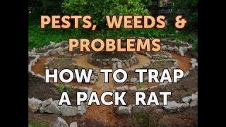 How to Trap a Pack Rat