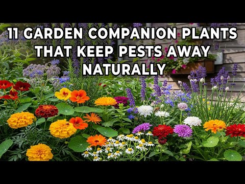 11 Garden Companion Plants That Keep Pests Away—Naturally