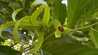 2025 8 13 香水樹 國立台灣大學 農學院
