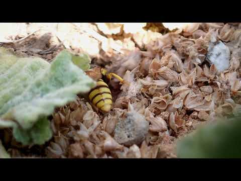 European beewolf (Philanthus triangulum) entering the nest