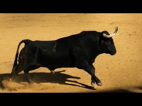 Cuéllar 2023 Último Encierro