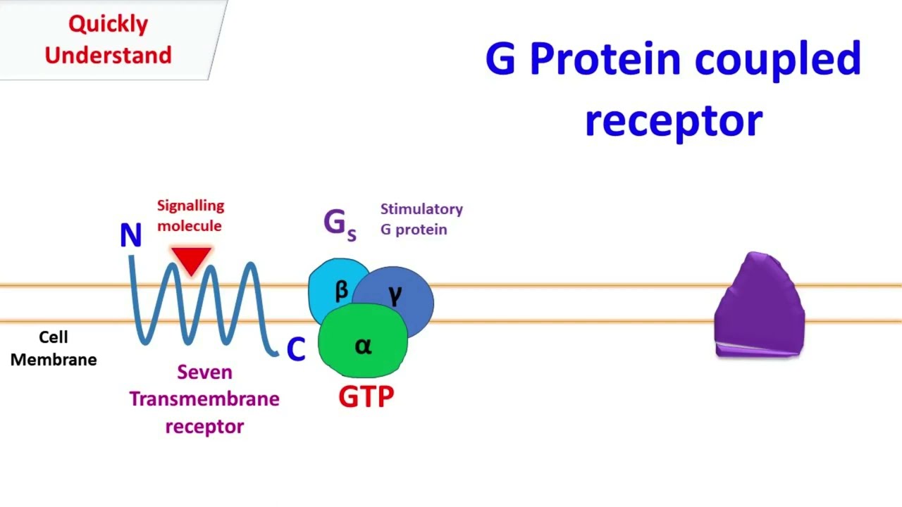 G protein coupled receptor | GPCR