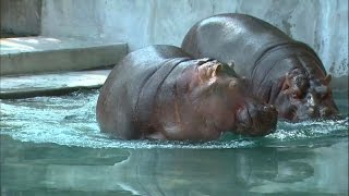 Hippo celebrates 25th birthday at Philly zoo