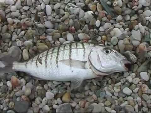 Stripped seabream light casting fishing-Ψάρεμα μουρμούρας