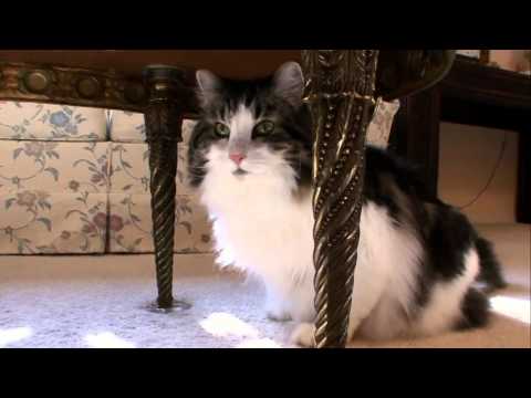 Cats 101 Animal Planet - Norweigan Forest Cat ** High Quality **