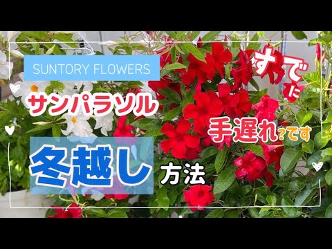 ディプラデニアの越冬:役立つかどうか? 植物