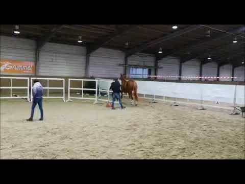 Cosmopolitan * 2016 Stute von Kannan