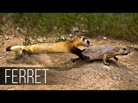 FERRET in Action! Fast and agile Ferret versus snake, squirrel, rabbit and gopher