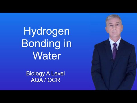 A Level Biology Revision "Hydrogen Bonding in Water"