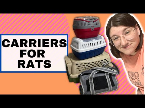 Common rat carriers, which one is my favorite?