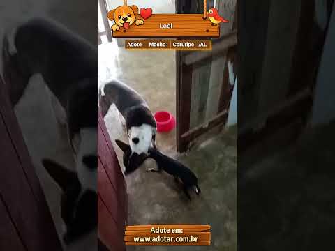 Vídeo de Lael