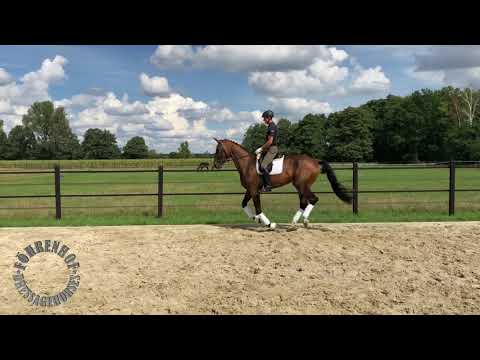 VERKAUFT!-Bantonio  von BUCKINGHAM - FÜRST HEINRICH - For Sale!