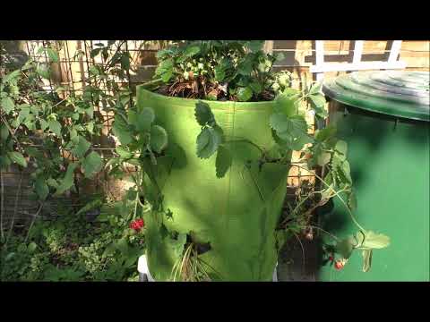 Erdbeeren auf kleinstem Raum im Pflanzturm aus Filz